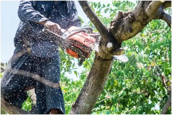 tree services Middleton